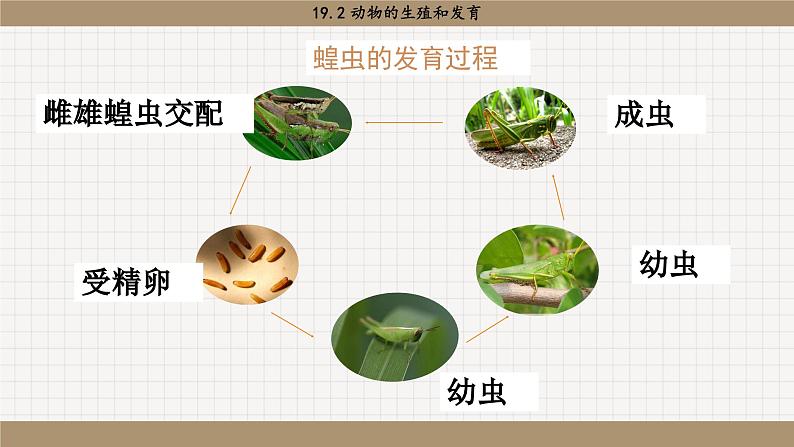 北师大版生物八上 19.2 动物的生殖和发育（课件PPT)第4页