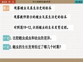 北师大版生物八上 19.2 动物的生殖和发育（课件PPT)