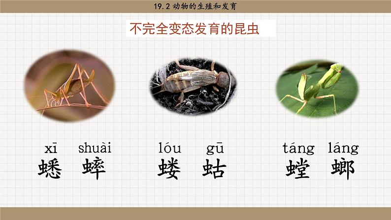 北师大版生物八上 19.2 动物的生殖和发育（课件PPT)第8页