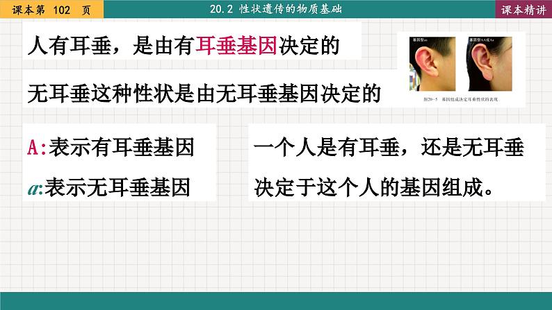 北师大版生物八上 20.3 性状遗传有一定的规律性（课件PPT)第5页