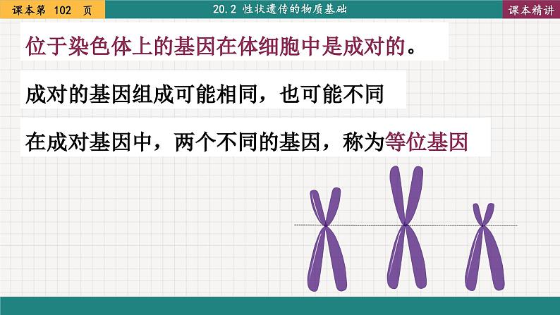 北师大版生物八上 20.3 性状遗传有一定的规律性（课件PPT)第6页