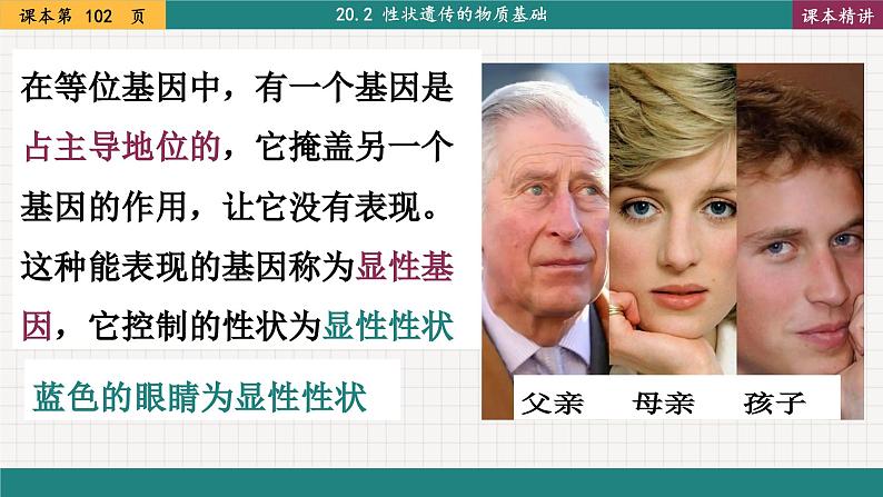 北师大版生物八上 20.3 性状遗传有一定的规律性（课件PPT)第7页