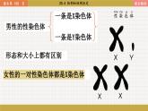 北师大版生物八上 20.4 性别和性别决定（课件PPT)