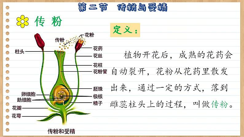 济南版生物八上 1.2  传粉与受精（课件PPT)第6页