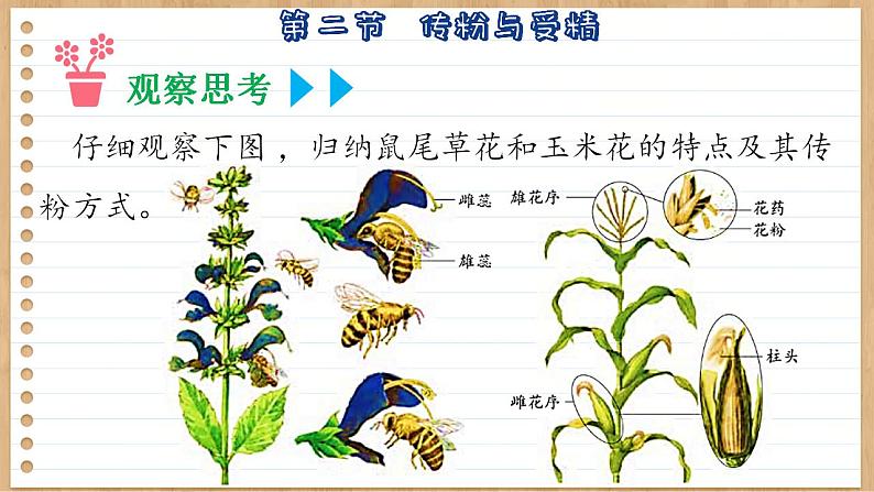 济南版生物八上 1.2  传粉与受精（课件PPT)第7页