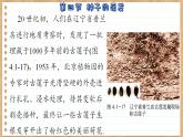 济南版生物八上 1.4  种子的萌发（课件PPT)