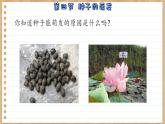 济南版生物八上 1.4  种子的萌发（课件PPT)