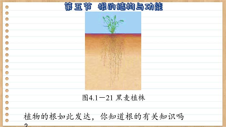 济南版生物八上 1.5  根的结构与功能（课件PPT)05