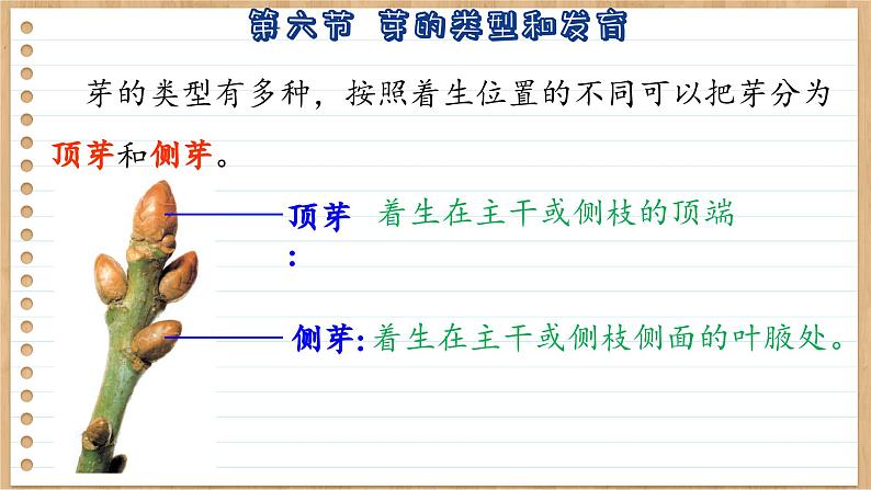 济南版生物八上 1.6  芽的类型和发育（课件PPT)07