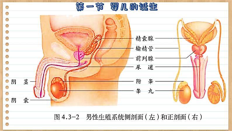 济南版生物八上 3.1  婴儿的诞生（课件PPT)08