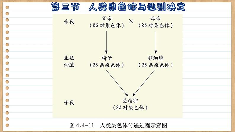 济南版生物八上 4.3  人类染色体与性别决定（课件PPT)08