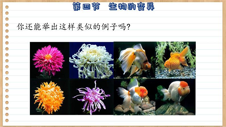 济南版生物八上 4.4  生物的变异（课件PPT)05