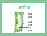 济南版生物七上 1.2.1 细胞的结构和功能 第二课时（课件PPT)