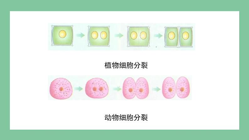 济南版生物七上 1.2.2 细胞的分裂与分化 （课件PPT)06