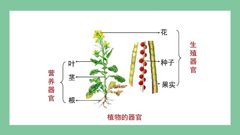 济南版生物七上 1.2.3 多细胞生物体的结构层次（课件PPT)08