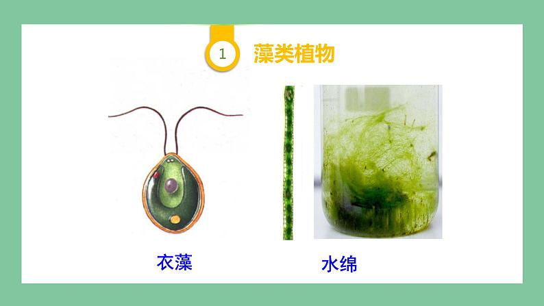 济南版生物七上 2.1.1 绿色植物的主要类群 第一课时（课件PPT)04