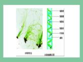 济南版生物七上 2.1.1 绿色植物的主要类群 第一课时（课件PPT)
