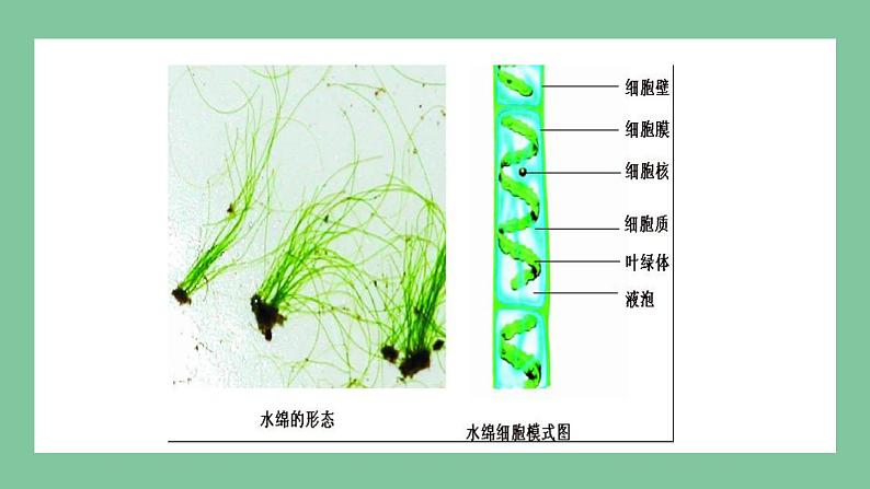 济南版生物七上 2.1.1 绿色植物的主要类群 第一课时（课件PPT)05