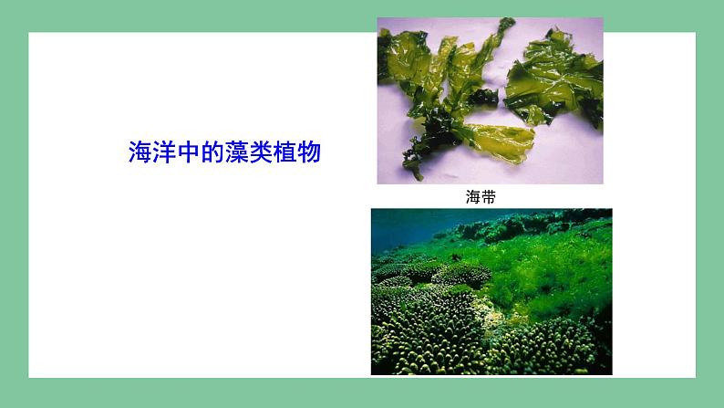 济南版生物七上 2.1.1 绿色植物的主要类群 第一课时（课件PPT)06