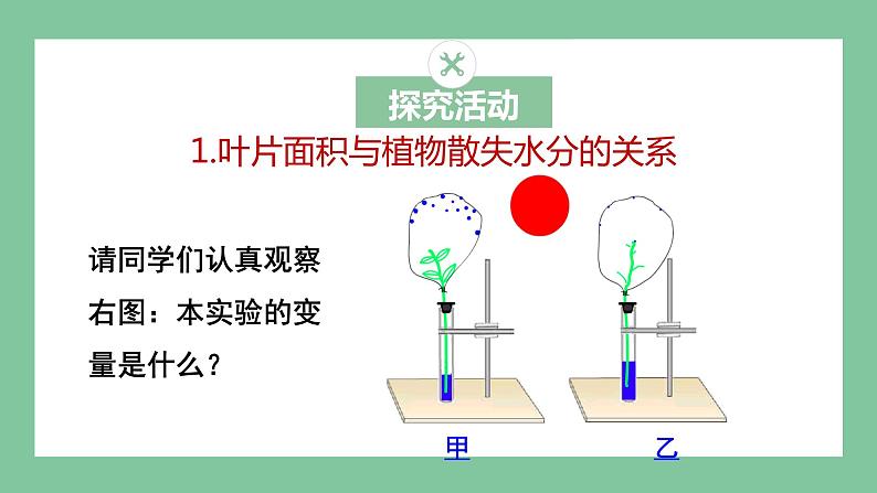 济南版生物七上 2.1.2 绿色植物的蒸腾作用（课件PPT)05