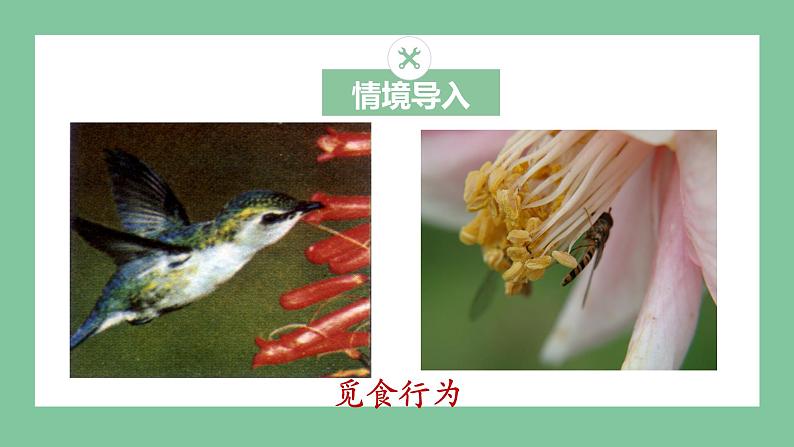 济南版生物七上 2.2.4 动物的行为 （课件PPT)03