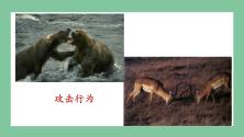 济南版七年级上册第四节 动物的行为优秀ppt课件_ppt04