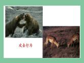 济南版生物七上 2.2.4 动物的行为 （课件PPT)