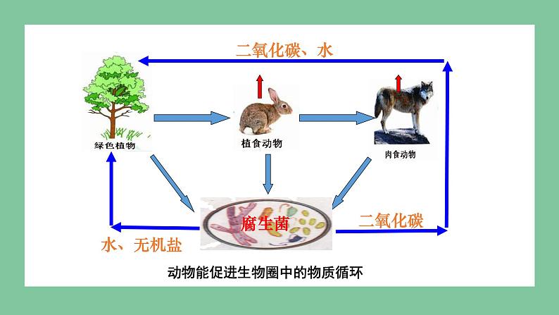 济南版生物七上 2.2.5 动物在生物圈中的作用 （课件PPT)08