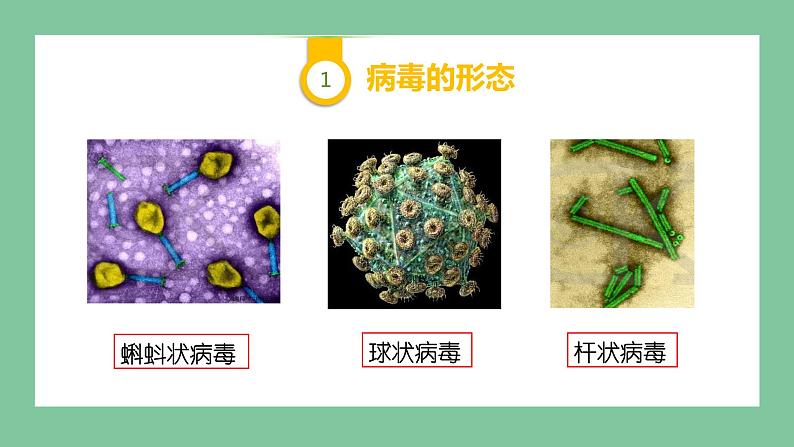 济南版生物七上 2.3.1 病毒 （课件PPT)06