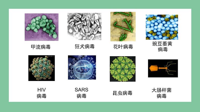 济南版生物七上 2.3.1 病毒 （课件PPT)07