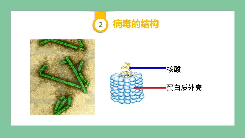 济南版生物七上 2.3.1 病毒 （课件PPT)08