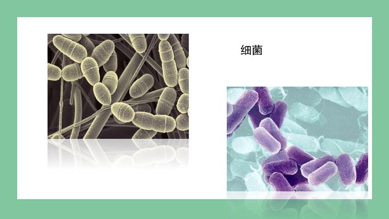 济南版生物七上 2.3.4 微生物在生物圈中的作用（课件PPT)第7页