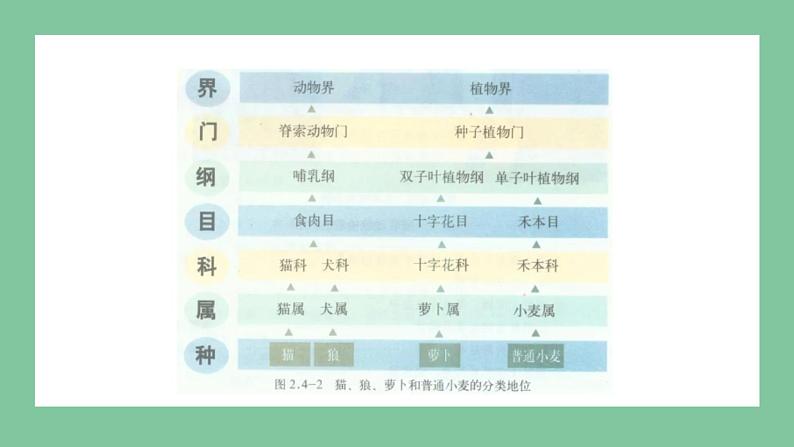 济南版生物七上 2.4.2 生物的分类单位（课件PPT)05