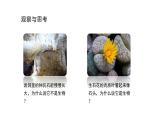 1.1.1生物的特征优化 课件-2023-2024学年人教版生物七年级上册