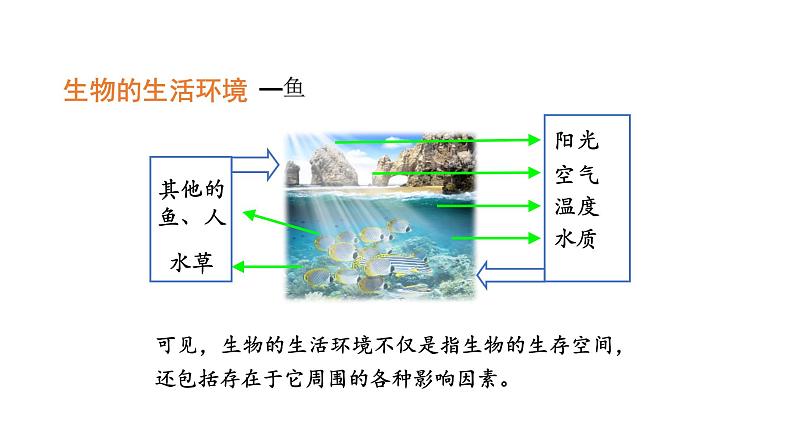 1.2.1生物与环境的关系优化 课件-2023-2024学年人教版生物七年级上册04