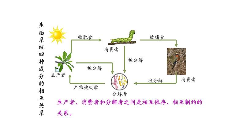 1.2.2生物与环境组成生态系统优化 课件-2023-2024学年人教版生物七年级上册第8页