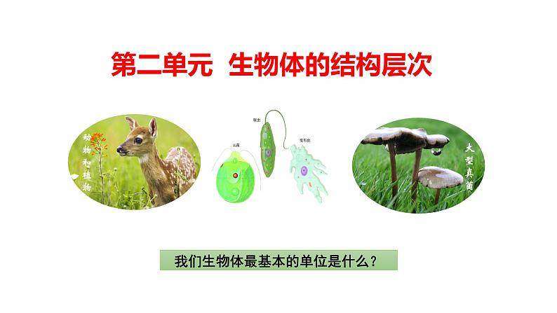 2.1.1练习使用显微镜优化 课件-2023-2024学年人教版生物七年级上册第1页