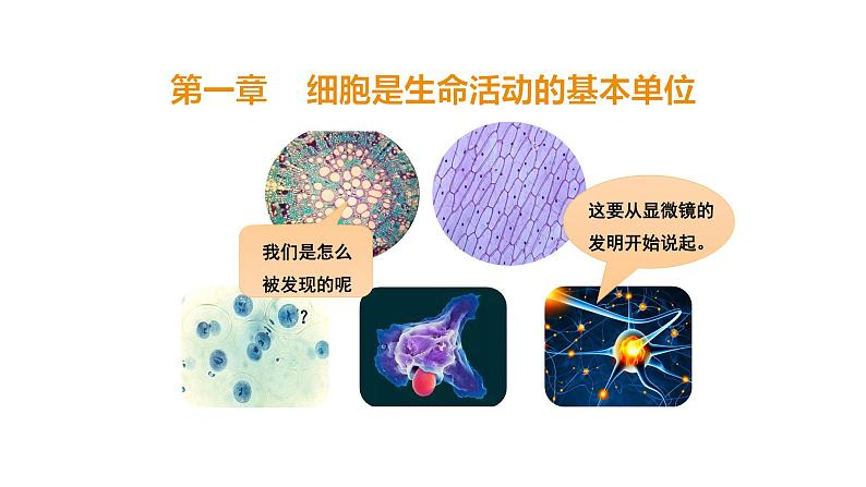 2.1.1练习使用显微镜优化 课件-2023-2024学年人教版生物七年级上册第2页