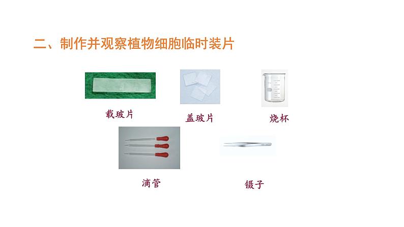 2.1.2植物细胞优化 课件-2023-2024学年人教版生物七年级上册08