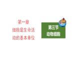 2.1.3动物细胞优化 课件-2023-2024学年人教版生物七年级上册