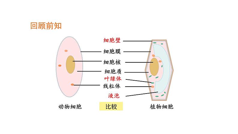 2.1.4细胞的生活优化 课件-2023-2024学年人教版生物七年级上册02