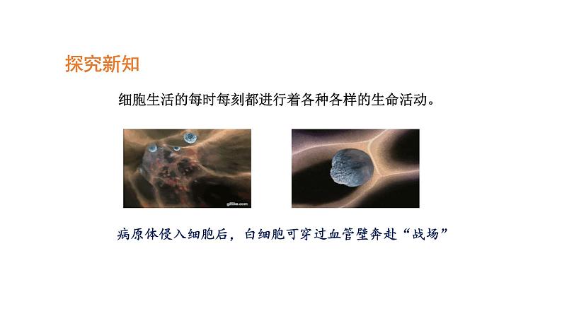 2.1.4细胞的生活优化 课件-2023-2024学年人教版生物七年级上册04