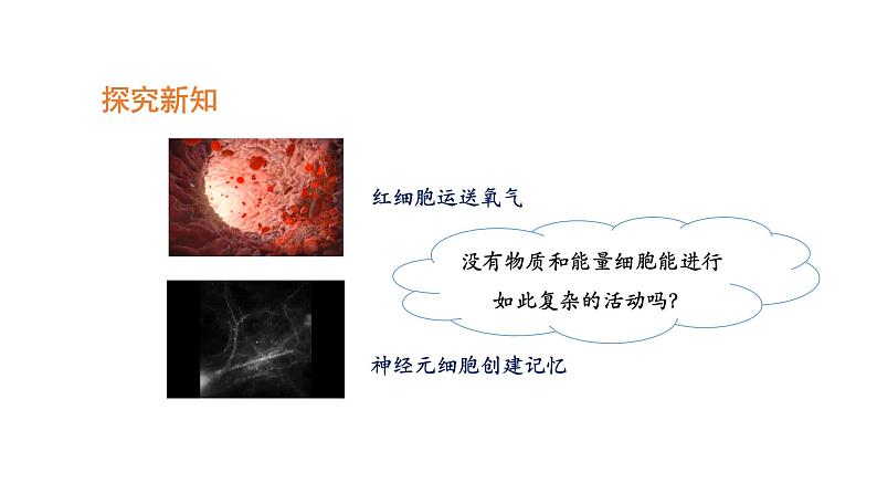 2.1.4细胞的生活优化 课件-2023-2024学年人教版生物七年级上册05