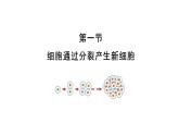 2.2.1细胞通过分裂产生新细胞优化 课件-2023-2024学年人教版生物七年级上册