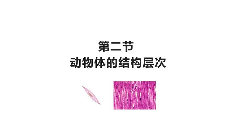 2.2.2动物体的结构层次优化 课件-2023-2024学年人教版生物七年级上册03