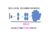 2.2.2动物体的结构层次优化 课件-2023-2024学年人教版生物七年级上册