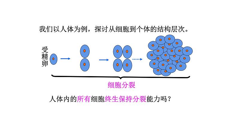 2.2.2动物体的结构层次优化 课件-2023-2024学年人教版生物七年级上册04