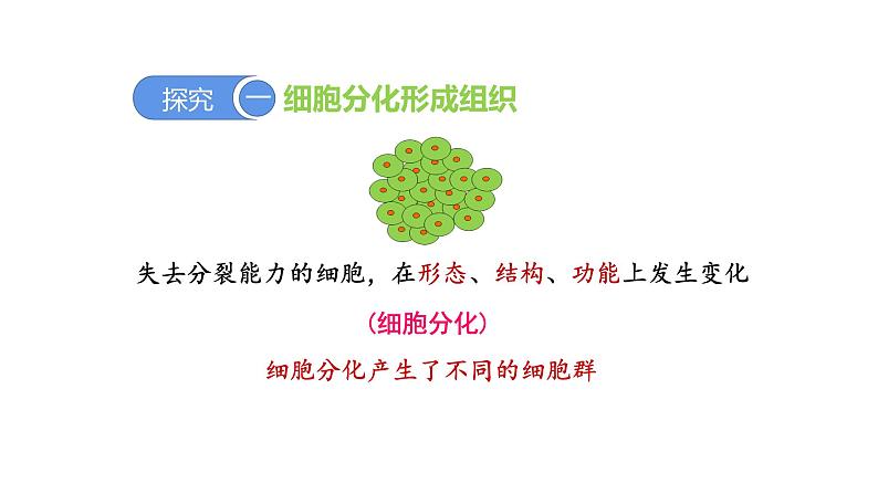 2.2.2动物体的结构层次优化 课件-2023-2024学年人教版生物七年级上册07