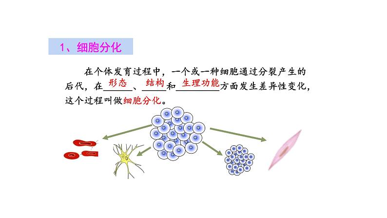 2.2.2动物体的结构层次优化 课件-2023-2024学年人教版生物七年级上册08