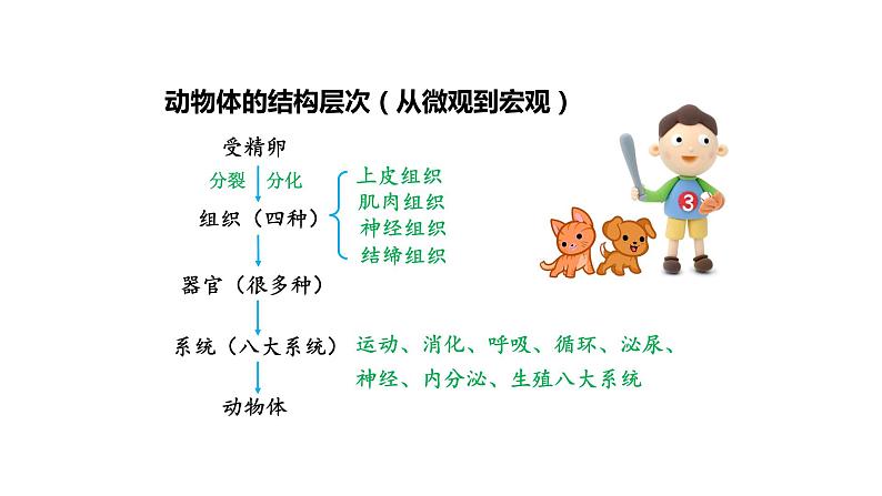 2.2.3植物体的结构层次优化 课件-2023-2024学年人教版生物七年级上册02